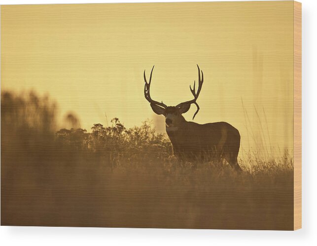 Mule Deer Wood Print featuring the photograph Sunset Mule Deer Buck by D Robert Franz