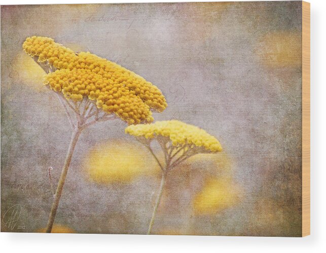 Flowers Wood Print featuring the photograph Sunshine Achillea by Margaret Hormann Bfa