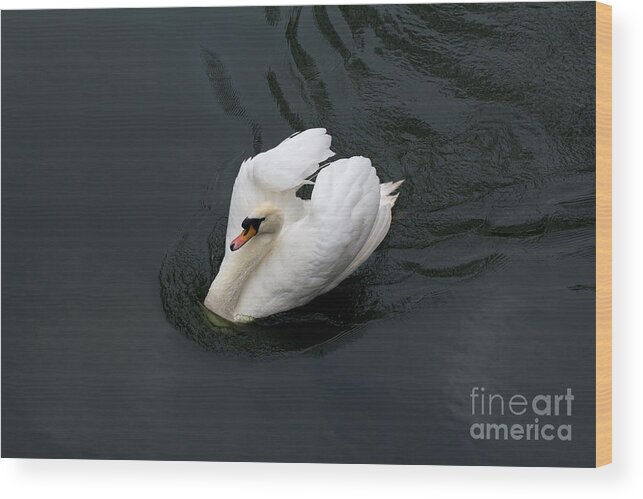White Wood Print featuring the photograph Swan on black water by Les Palenik