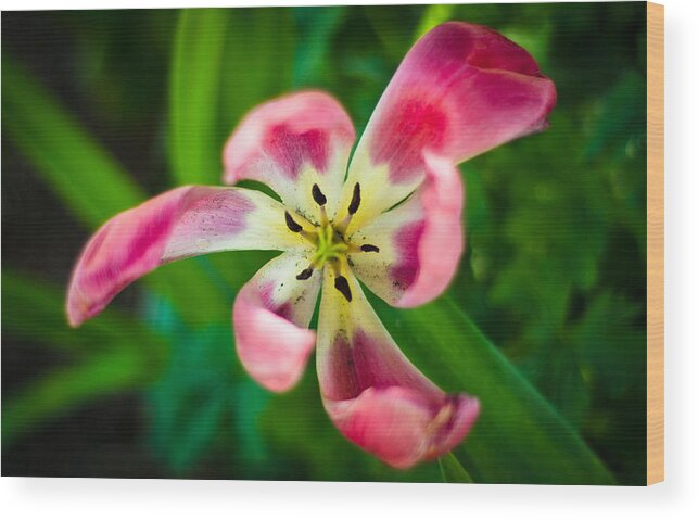 Flower Wood Print featuring the photograph Swirls by Jason Naudi Photography