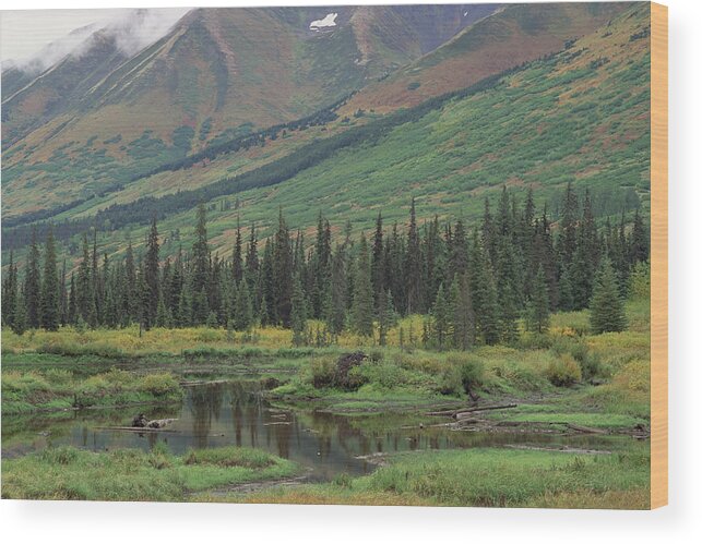 Mp Wood Print featuring the photograph Taiga Vegetation And Beaver Pond by Gerry Ellis