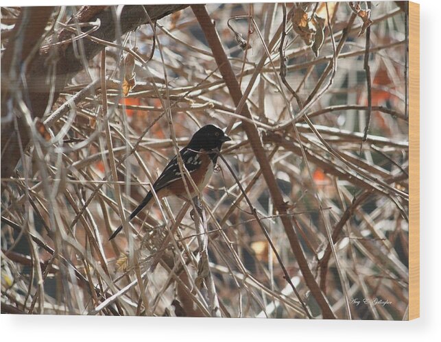  Spotted Towhee Wood Print featuring the photograph Tangled by Amy Gallagher