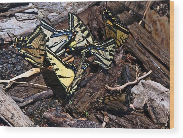 Butterflys Wood Print featuring the photograph Team Yellow by Eric Nelson 