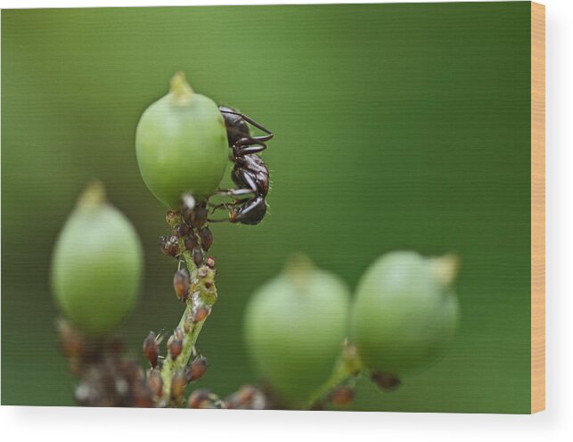 Ants Wood Print featuring the photograph Tending the Herd by Sue Capuano