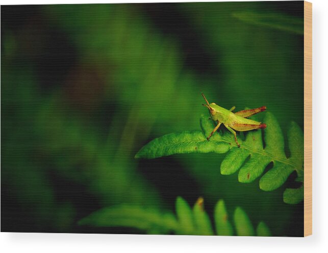 Grasshopper Wood Print featuring the photograph The Abyss by David Weeks