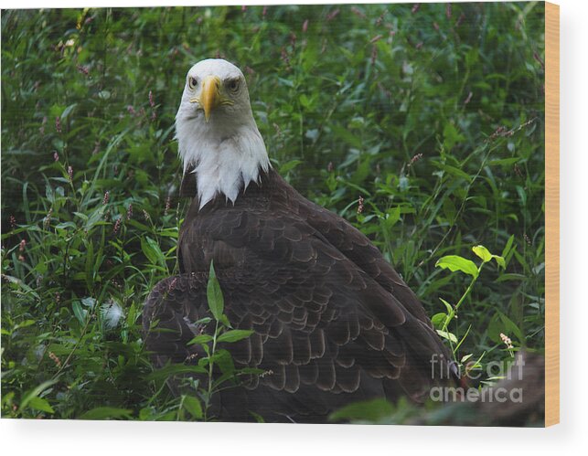 Lee Dos Santos Wood Print featuring the photograph The American Bald Eagle IV by Lee Dos Santos