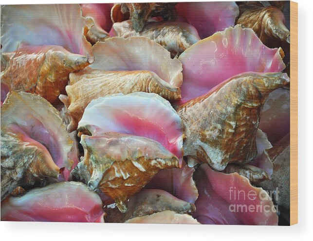 Conch Wood Print featuring the photograph The Beginning Of The End by Li Newton