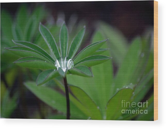 Green Wood Print featuring the photograph The Drop by Living Color Photography Lorraine Lynch