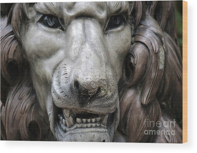 Lion Photos Wood Print featuring the photograph The Fierce Lion by Kathy White