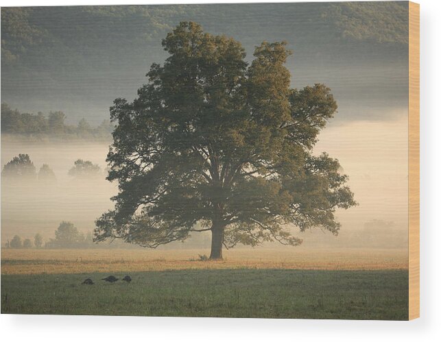 Douglas Mcpherson Photography Wood Print featuring the photograph The Giving Tree by Doug McPherson