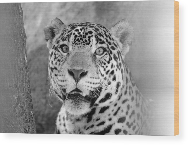 Jaguar Wood Print featuring the photograph The Jaguar Spots You by Catherine Murton