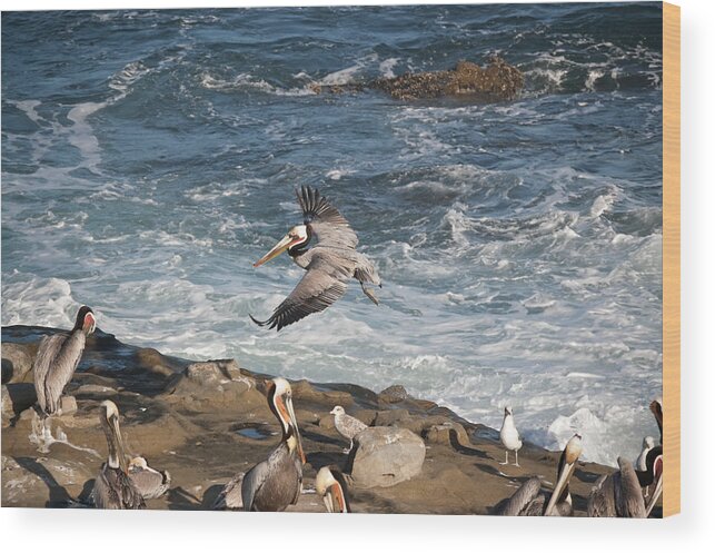 Pelican Wood Print featuring the photograph The Landing by Margaret Pitcher