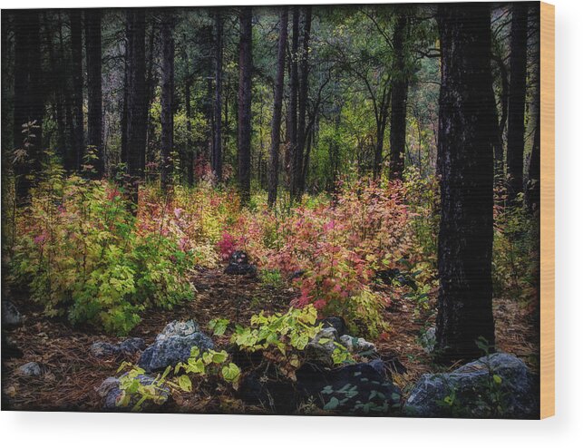 Fall Colors Wood Print featuring the photograph The Magic Forest by Saija Lehtonen