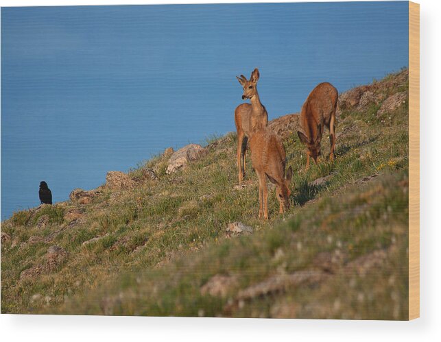 Mule Deer Photograph Wood Print featuring the photograph The Raven and the Deer by Jim Garrison