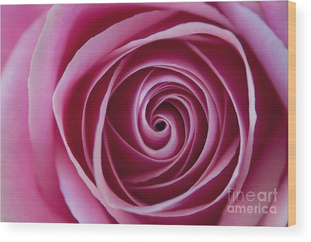 Rose Wood Print featuring the photograph The Swirl by Dan Holm