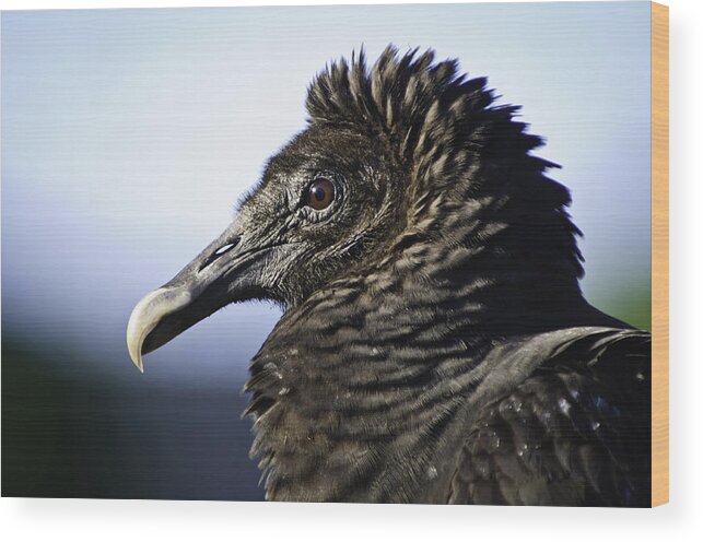 Bird Wood Print featuring the photograph The Vulture by Jose Vazquez