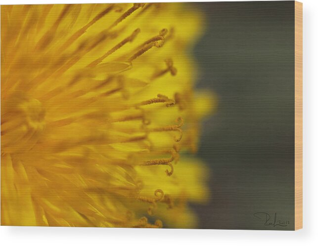 Yellow Wood Print featuring the photograph The yellow invasion by Raffaella Lunelli