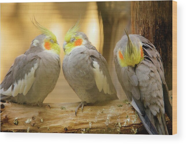 Cockatiels Wood Print featuring the photograph They love each other but nobody loves me by Ian Middleton