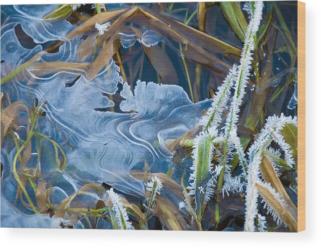 Grass Wood Print featuring the photograph Thin Ice by Rob Hemphill