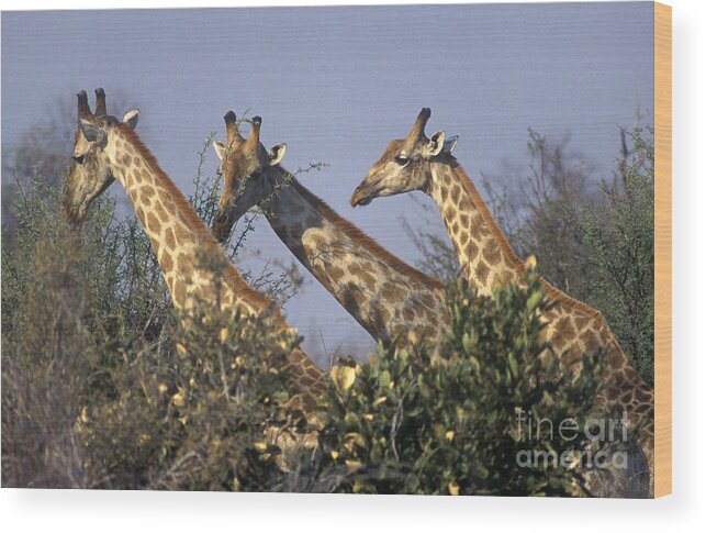 Photography Wood Print featuring the photograph Three Friends - Savuti Marsh Botswana by Craig Lovell