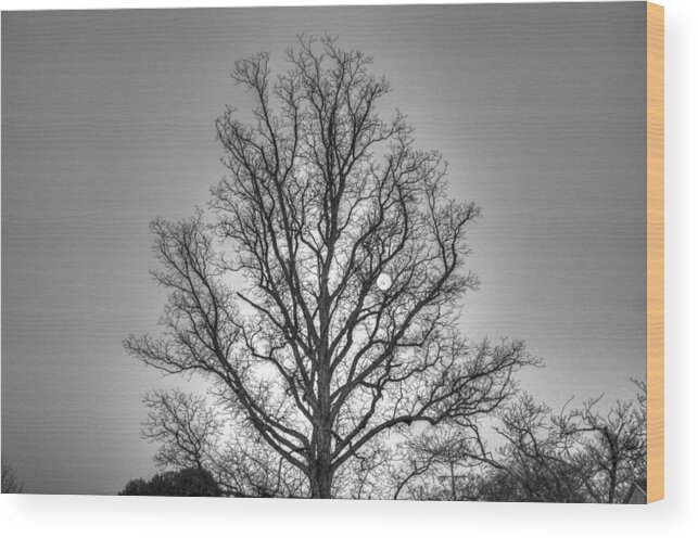 Tree Wood Print featuring the photograph Through the Boughs BW by Dan Stone
