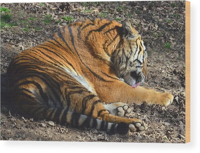 Tiger Wood Print featuring the photograph Tiger Behavior by Sandi OReilly