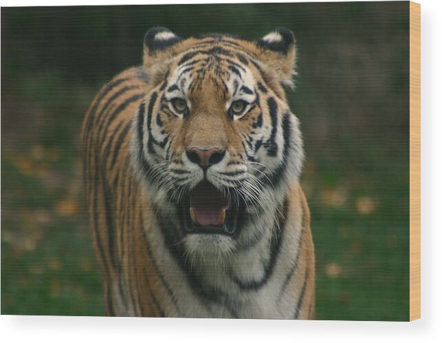 Tiger Wood Print featuring the photograph Tiger by David Rucker