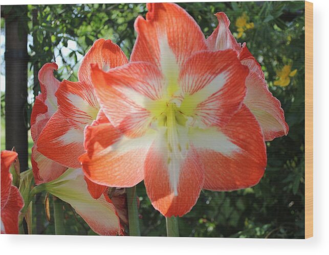 Amaryllis Wood Print featuring the photograph Tight Connection to my Heart by Shawn Hughes