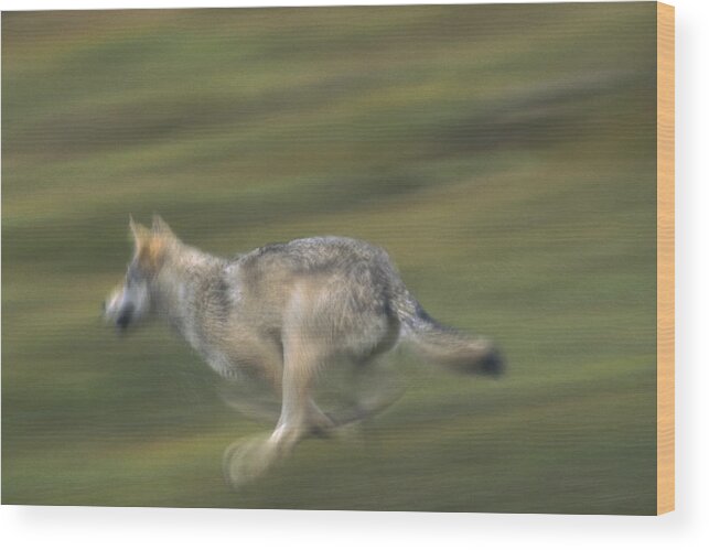 Mp Wood Print featuring the photograph Timber Wolf Canis Lupus Running by Michael Quinton