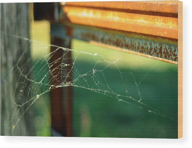 Spiderweb Wood Print featuring the photograph Time and Patience by Rebecca Sherman