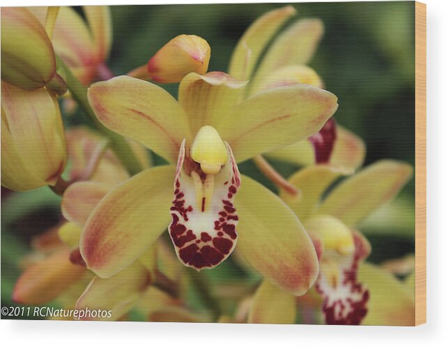 Orchids Wood Print featuring the photograph Tiny Dancer by Rachel Cohen