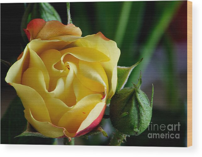 Rose Wood Print featuring the photograph Tiny Rose by LR Photography