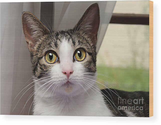 Fine Art Cat Wood Print featuring the photograph Tiz Is Tilly by Andee Design