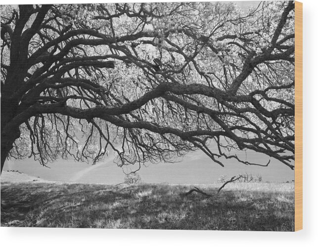 Trees Wood Print featuring the photograph To Lie Here With You Would Be Heaven by Laurie Search