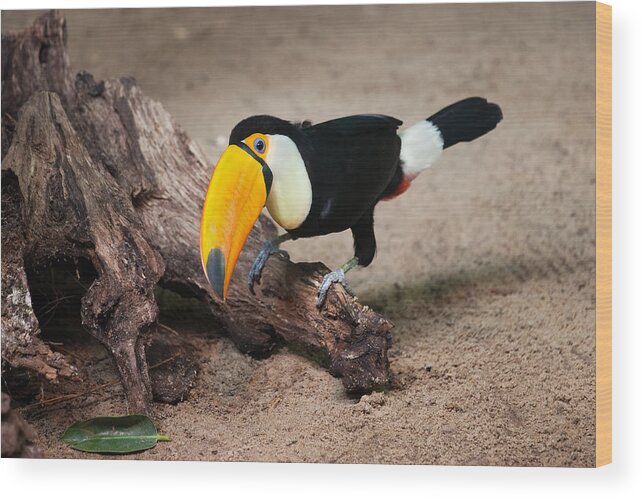 Toucan Wood Print featuring the photograph Toco Toucan Sitting on Tree Trunk by Artur Bogacki