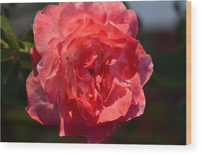 Pink And Coral Single Rose Wood Print featuring the photograph Too Hot To Handle... by Tanya Tanski