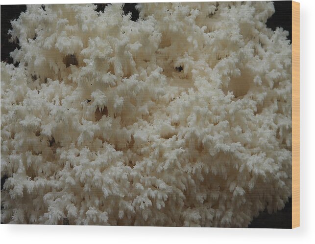 Hericium Coralloides Wood Print featuring the photograph Tooth Fungus by Daniel Reed