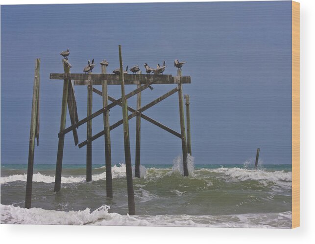 Topsail Wood Print featuring the photograph Topsail Ocean City Pelicans by Betsy Knapp