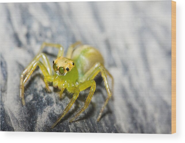 Spider Wood Print featuring the photograph Translucent Arachnid by Paul Madura