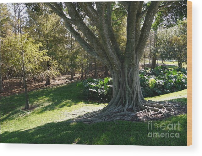 Tree Wood Print featuring the painting Tree roots by Heather Hennick