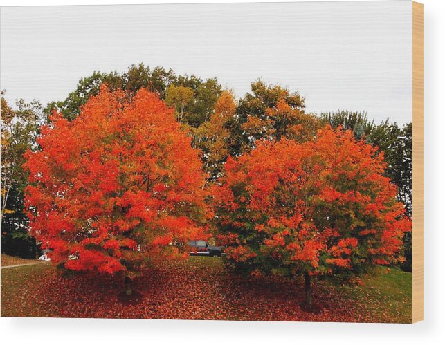 Trees Wood Print featuring the photograph Trees A Blazing by Charlene Reinauer