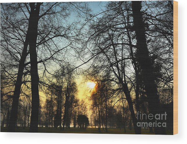 Tree Wood Print featuring the photograph Trees and sun in a foggy day by Mats Silvan