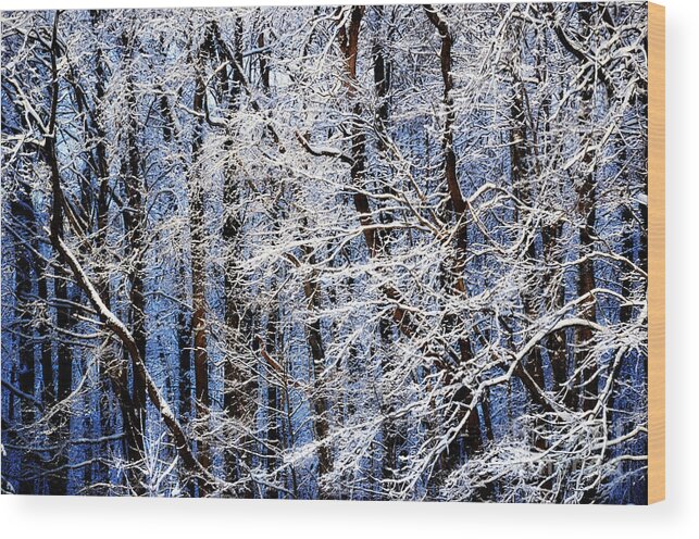 Trees In Winter Prints Wood Print featuring the photograph Trees in Winter by Lila Fisher-Wenzel