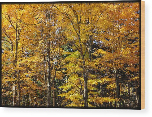 Autumn Wood Print featuring the photograph Trees of Gold by Luke Moore