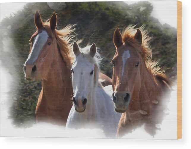 Horses Wood Print featuring the photograph Trio by Judy Deist