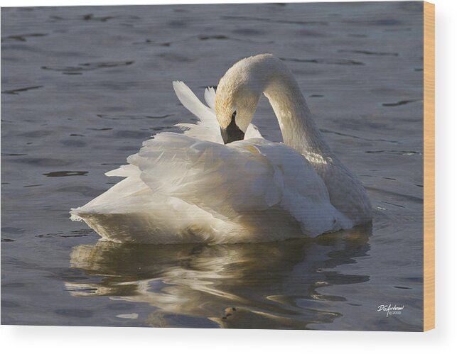 Swan Wood Print featuring the photograph Trumpeter Swan preening by Don Anderson