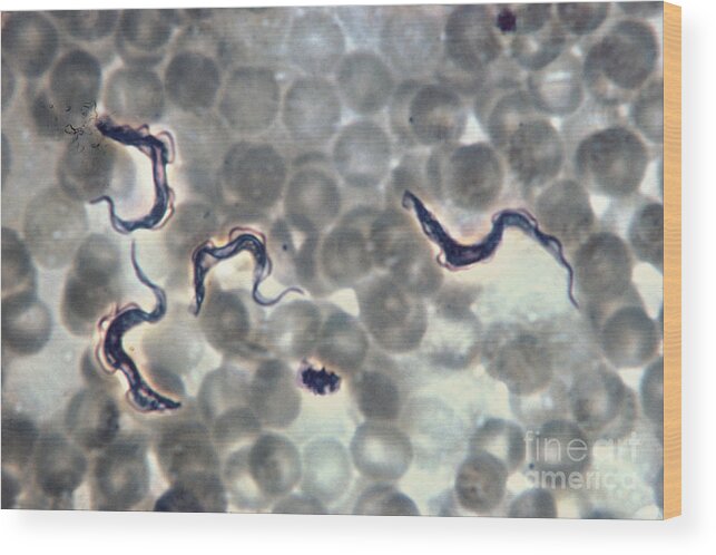 Trypanosoma Gambiense Wood Print featuring the photograph Trypanosoma Gambiense by Eric V. Grave