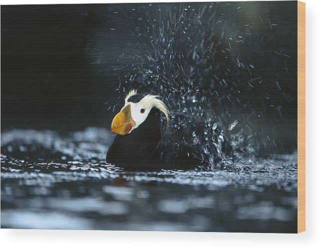 Mp Wood Print featuring the photograph Tufted Puffin Fratercula Cirrhata by Konrad Wothe