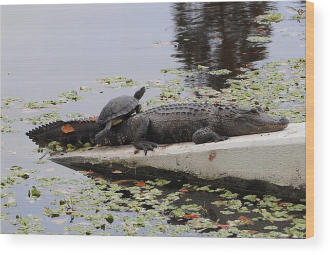 Turtle Wood Print featuring the photograph Turtle takes a gator ride by Don McBride