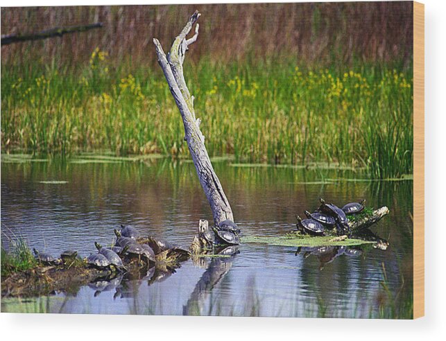 Animal Wood Print featuring the photograph Turtles warming in the sun by Emanuel Tanjala